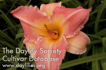 Daylily Carnival Knowledge